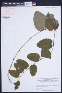 Smilax pumila image