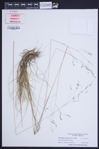 Deschampsia flexuosa image