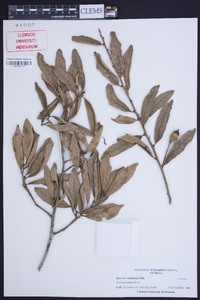 Quercus virginiana image