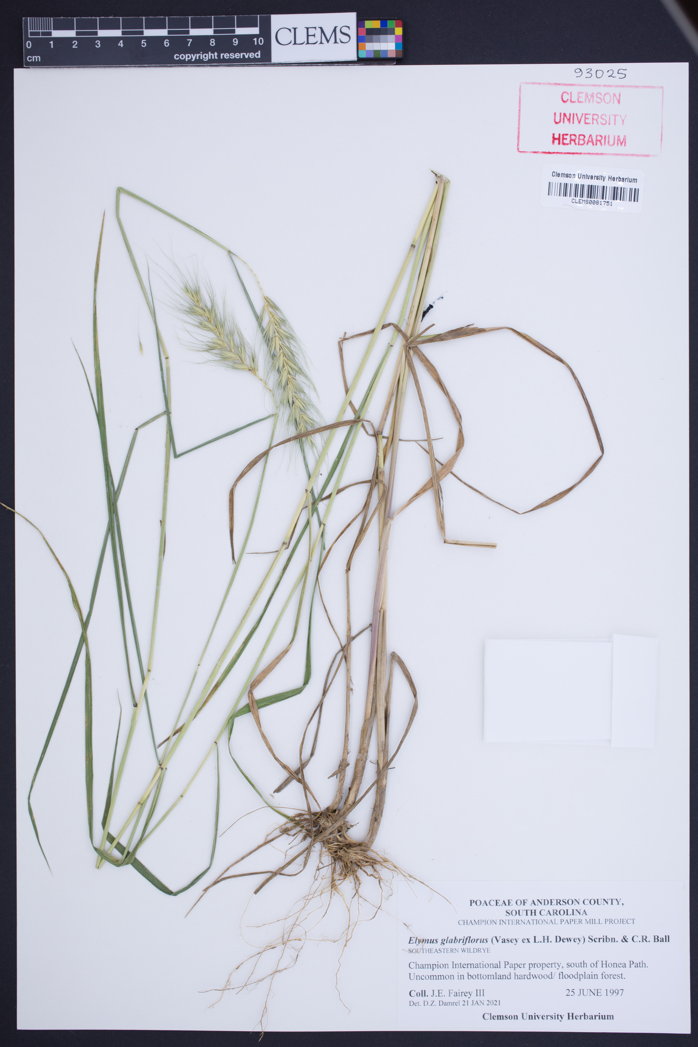 Elymus glabriflorus image
