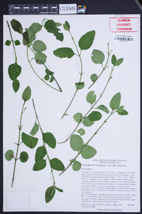 Vinca major image