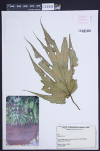 Begonia laminariae image