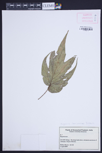 Begonia laminariae image