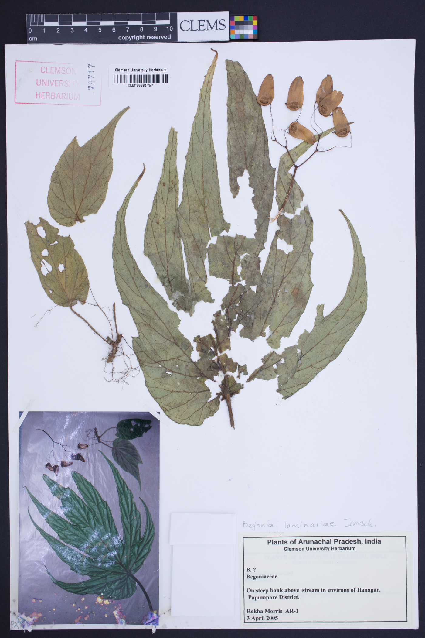 Begonia laminariae image