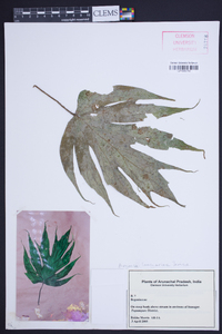 Begonia laminariae image