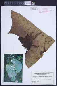 Begonia silletensis image