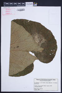 Begonia silletensis image