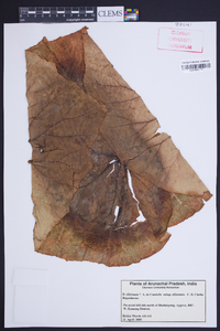 Begonia silletensis image