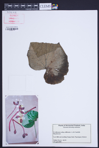 Begonia silletensis image