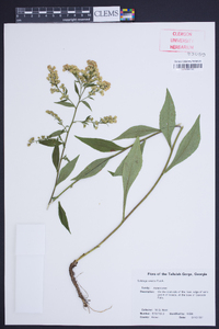 Solidago erecta image