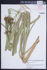 Rhynchospora longiflora image