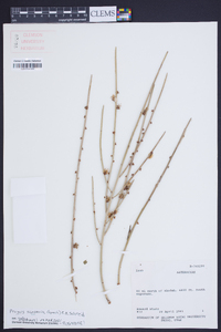 Prunus scoparia image