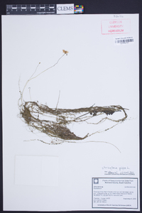 Utricularia gibba image