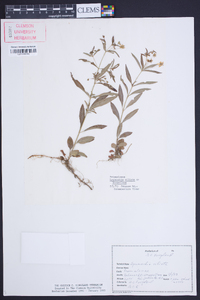 Lysimachia lanceolata image