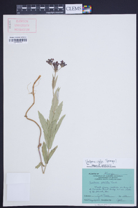 Verbena rigida image