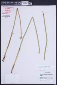 Eleocharis equisetoides image