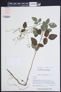 Desmodium glabellum image