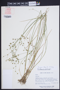 Juncus debilis image