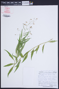 Campanula divaricata image