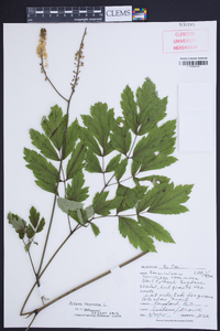 Actaea racemosa image