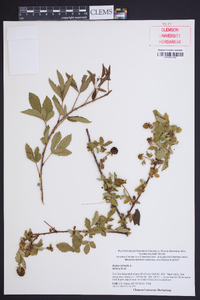 Rubus trivialis image