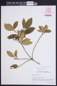 Rhododendron carolinianum image