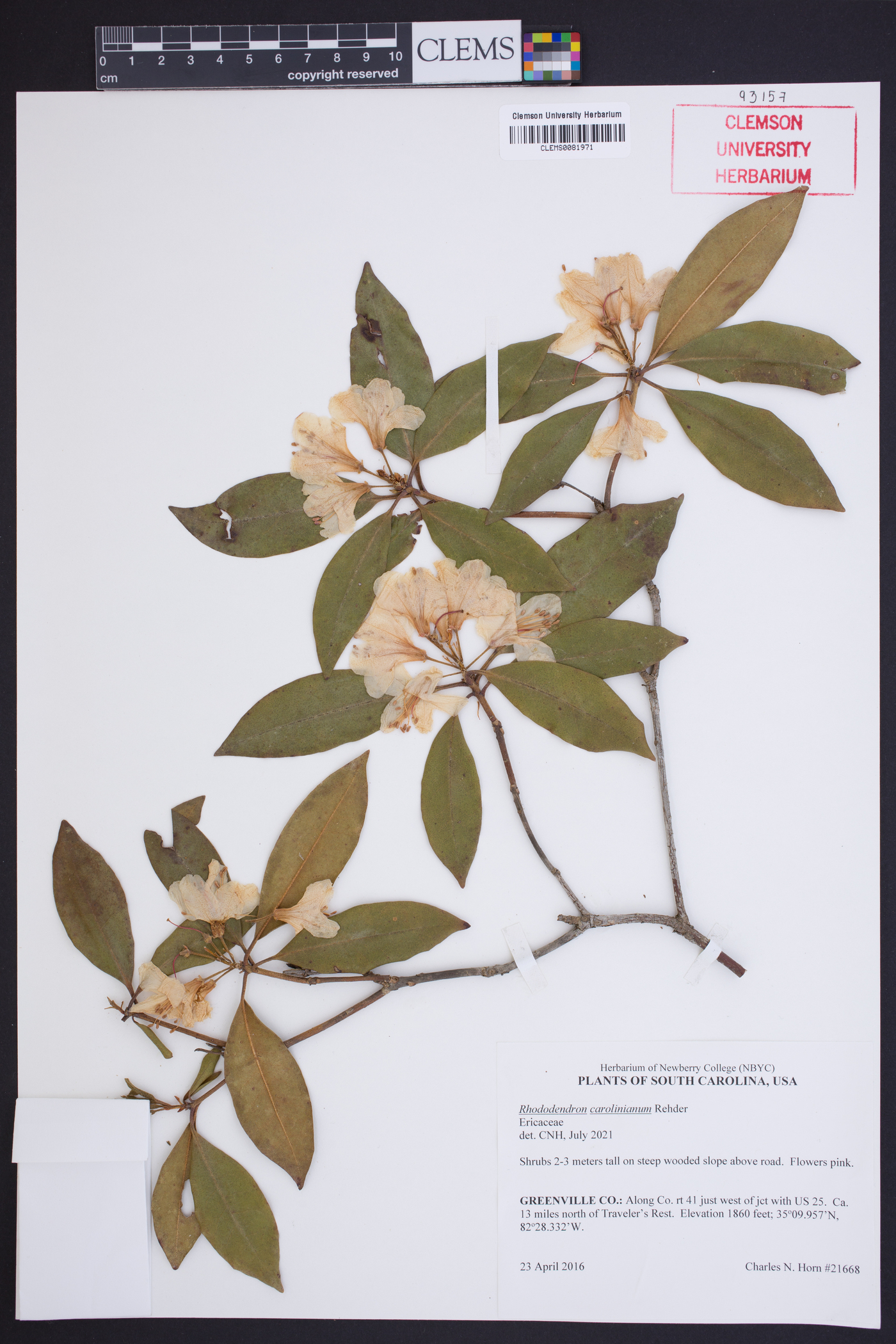 Rhododendron carolinianum image