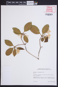 Rhododendron carolinianum image