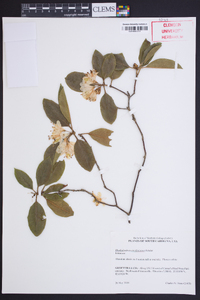 Rhododendron carolinianum image