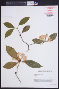 Rhododendron minus image