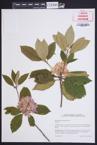 Rhododendron minus image