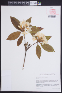 Rhododendron carolinianum image