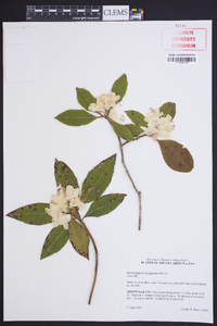 Rhododendron carolinianum image