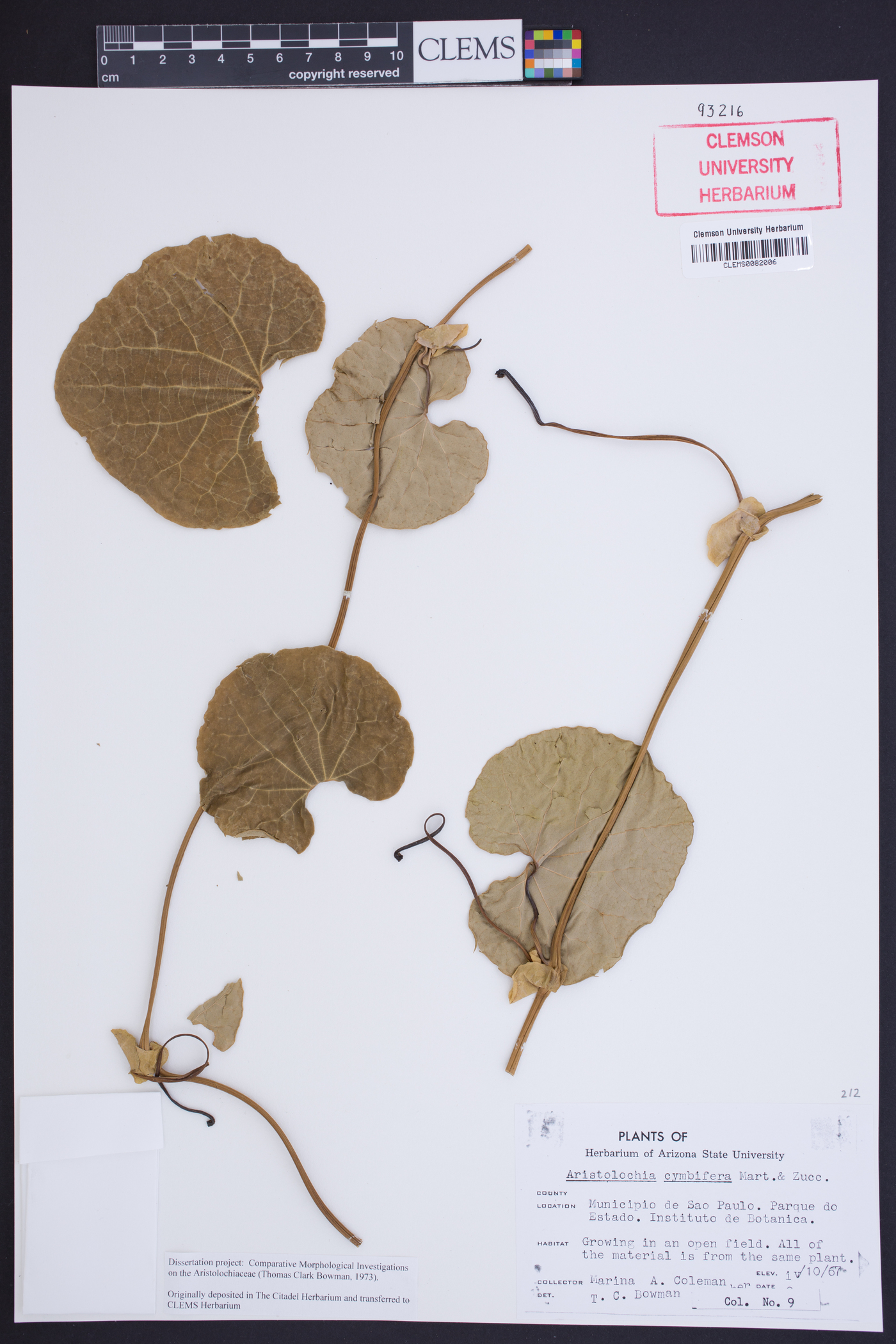 Aristolochia cymbifera image