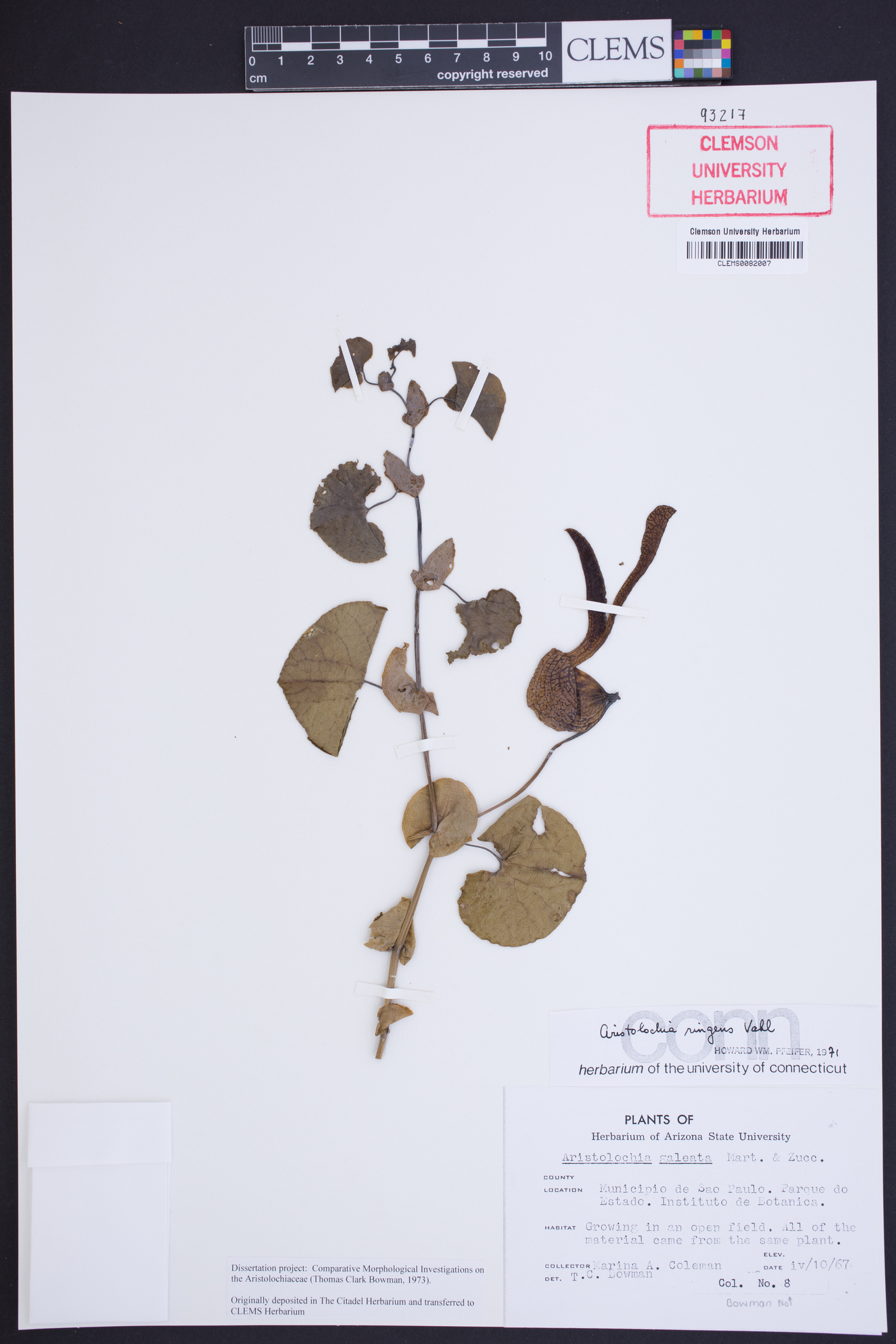 Aristolochia galeata image