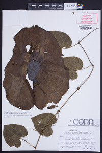 Aristolochia gigantea image