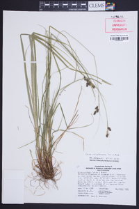 Carex complanata image