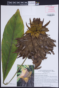 Ensete lasiocarpum image