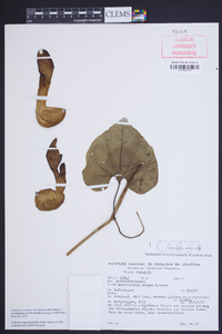 Image of Aristolochia didyma