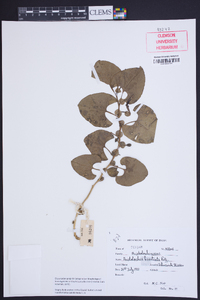 Image of Aristolochia bracteata