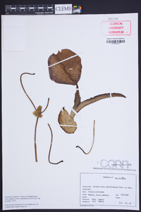 Image of Aristolochia brasiliensis