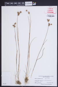 Juncus scirpoides image