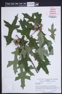 Quercus lyrata image