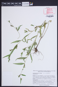 Ludwigia decurrens image