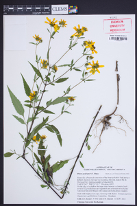 Bidens polylepis image