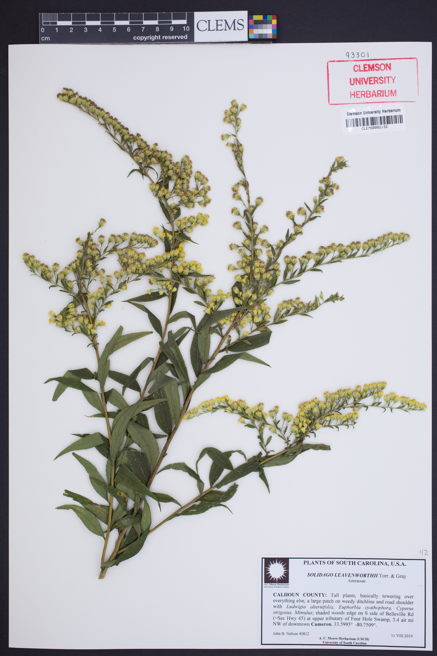 Solidago leavenworthii image