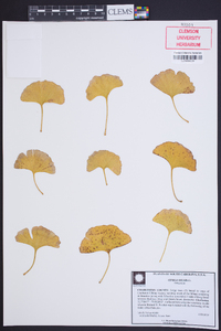 Ginkgo biloba image