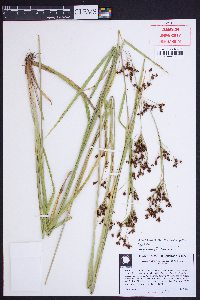 Rhynchospora caduca image