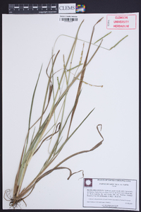 Paspalum laeve image