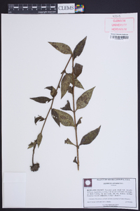 Silphium asteriscus image